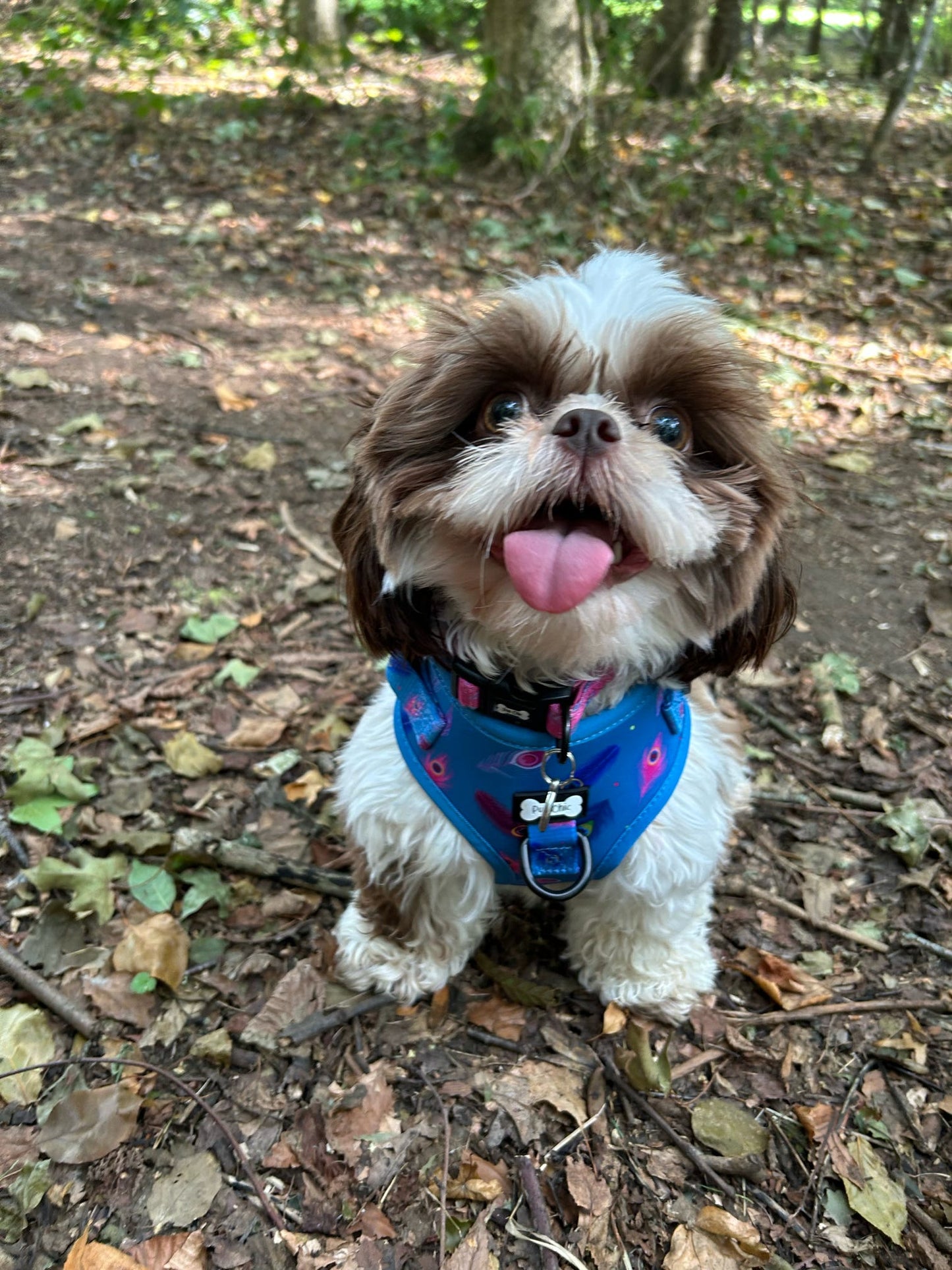 Power Peacock Step-In Adjustable Harness – Easy, Comfy & Made for Stylish Small Dogs!