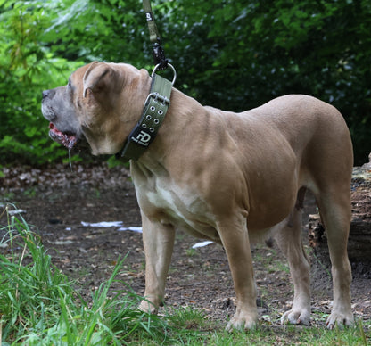 5cm Sport Collar Khaki - Pet Supplier Store