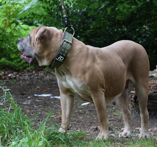 5cm Sport Collar Khaki - Pet Supplier Store