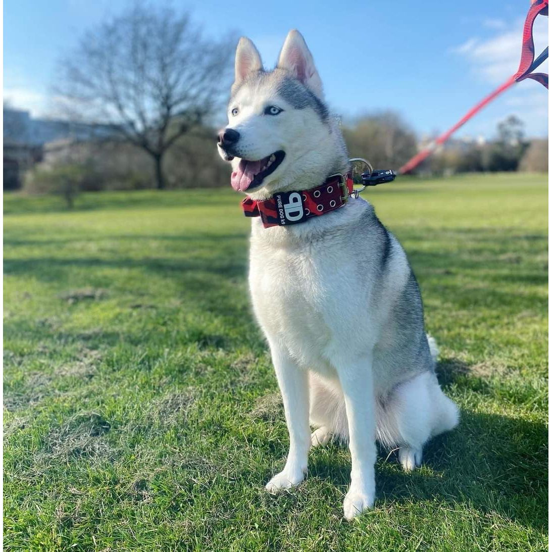 5cm Sport Collar Red Camo - Pet Supplier Store
