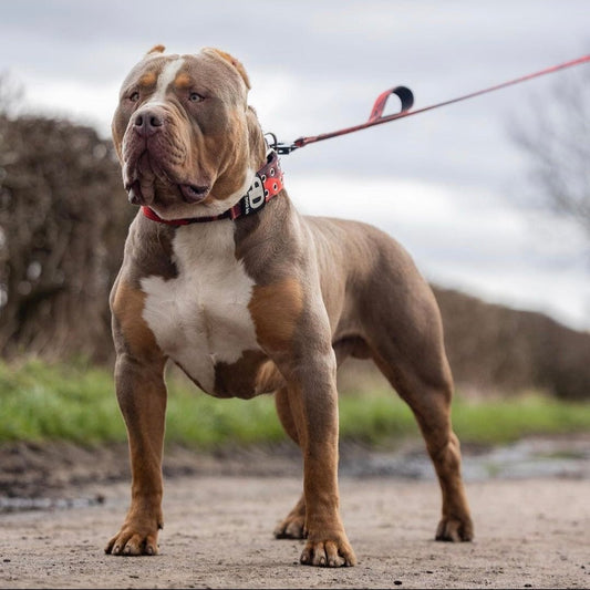 5cm Sport Collar Red Camo - Pet Supplier Store