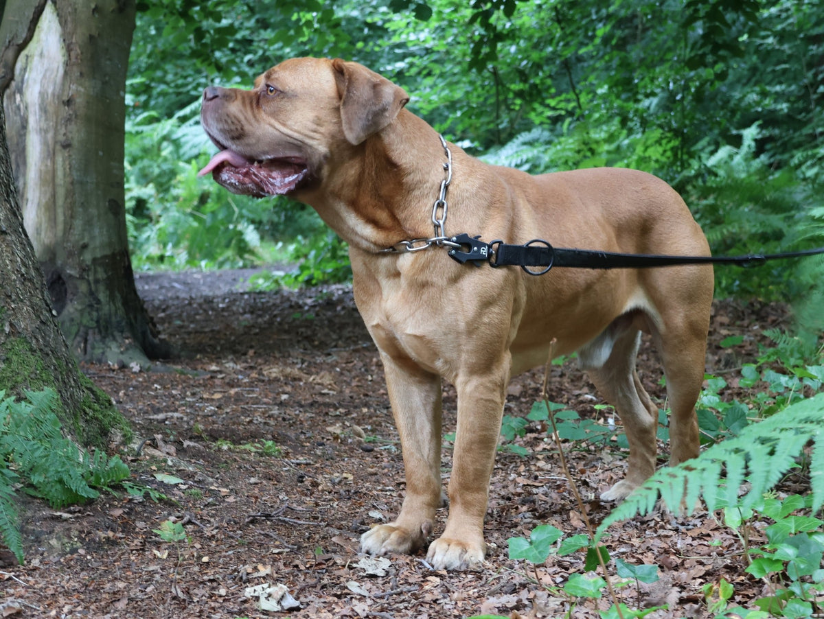 5mm Chain Collar - Pet Supplier Store