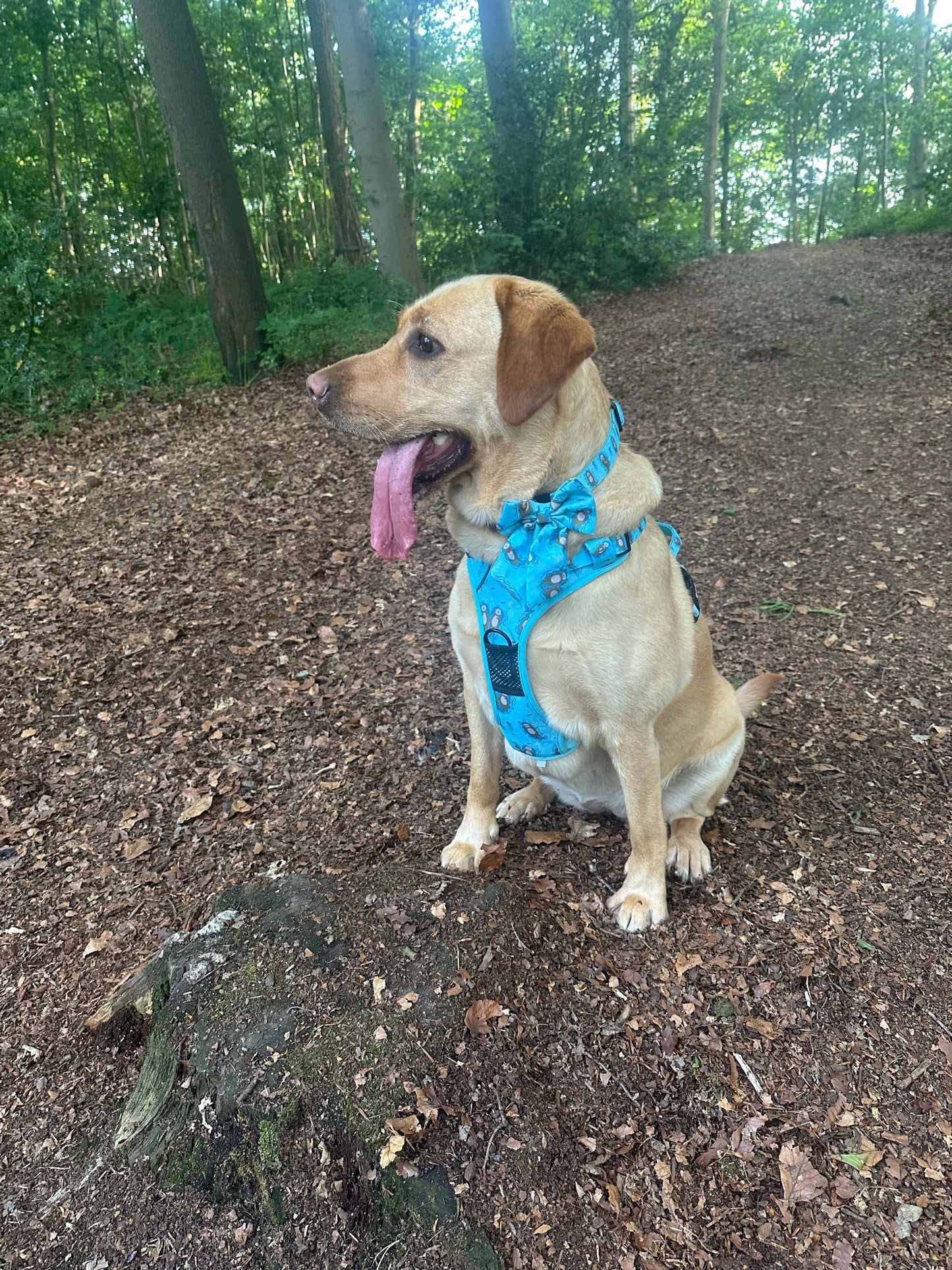 Otterly Lovely Tactical Dog Harness – No Pull &  Fully Adjustable