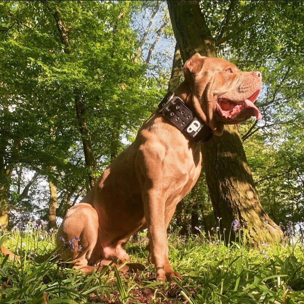 7cm Sport Collar Black - Pet Supplier Store