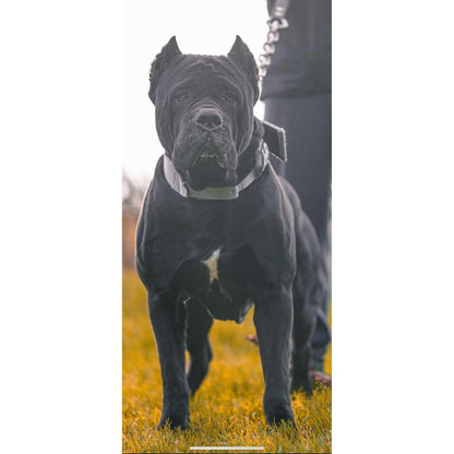 7cm Sport Collar Grey - Pet Supplier Store