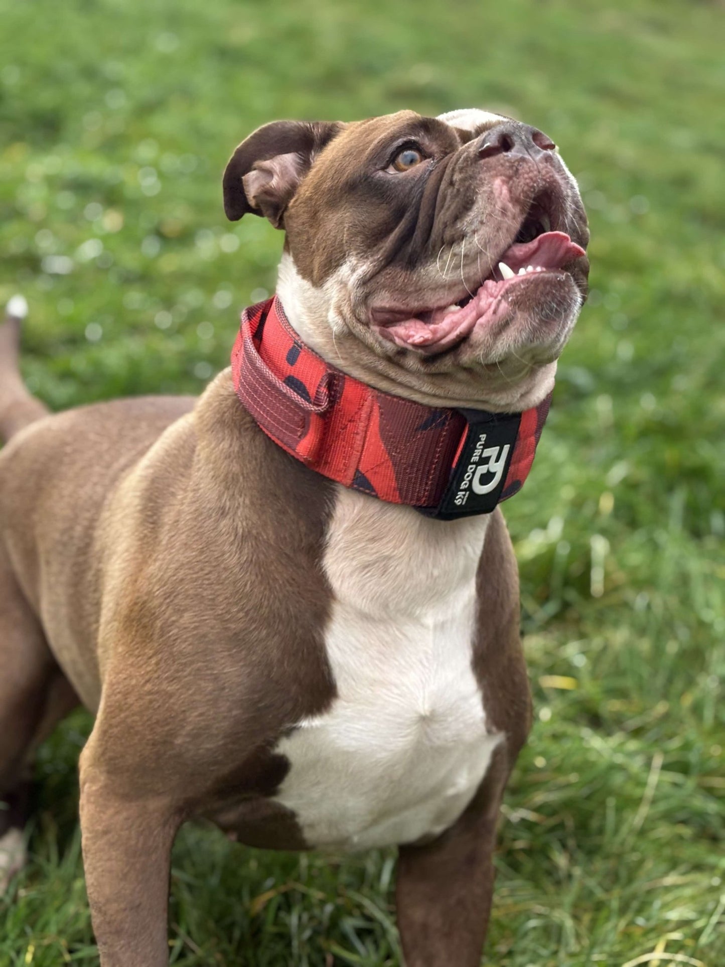 7cm Sport Collar Red Camo - Pet Supplier Store