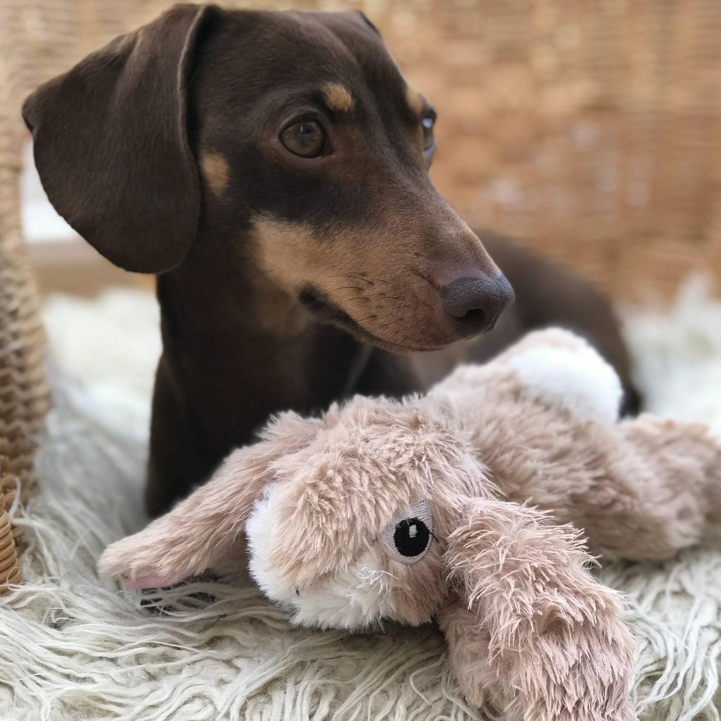 Ancol Small Bite Soft Plush Rabbit Dog Toy
