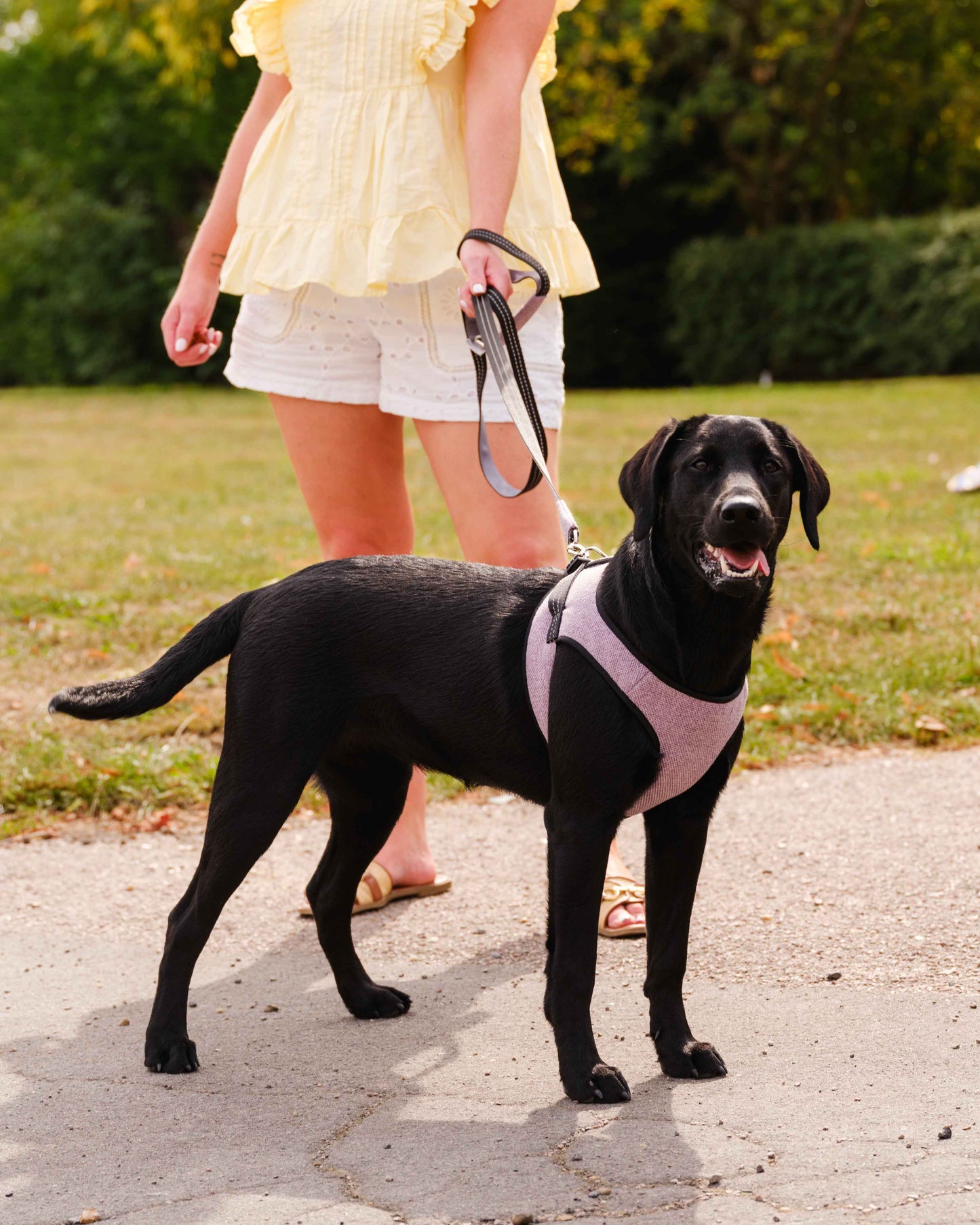 Soho Poms x Bowl & Bone Republic Mayfair Harness - Lily