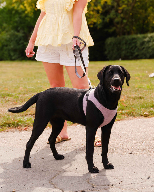 Soho Poms x Bowl & Bone Republic Mayfair Harness - Lily