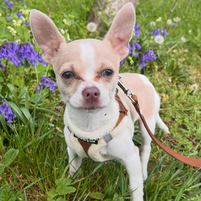 Tiny Trails Step In Soft Touch Suede Effect Faux Fur Lined Puppy and Small Dog Harness Mocha