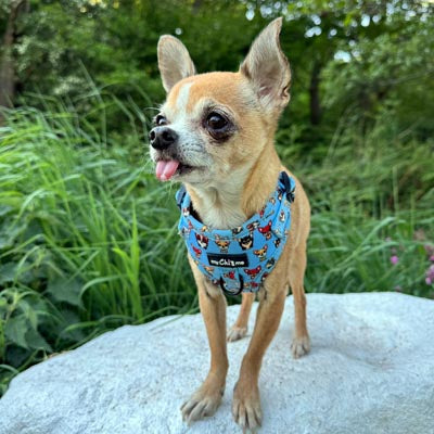 Blue Chihuahua Print Exclusive Small Dog Harness by My Chi and Me