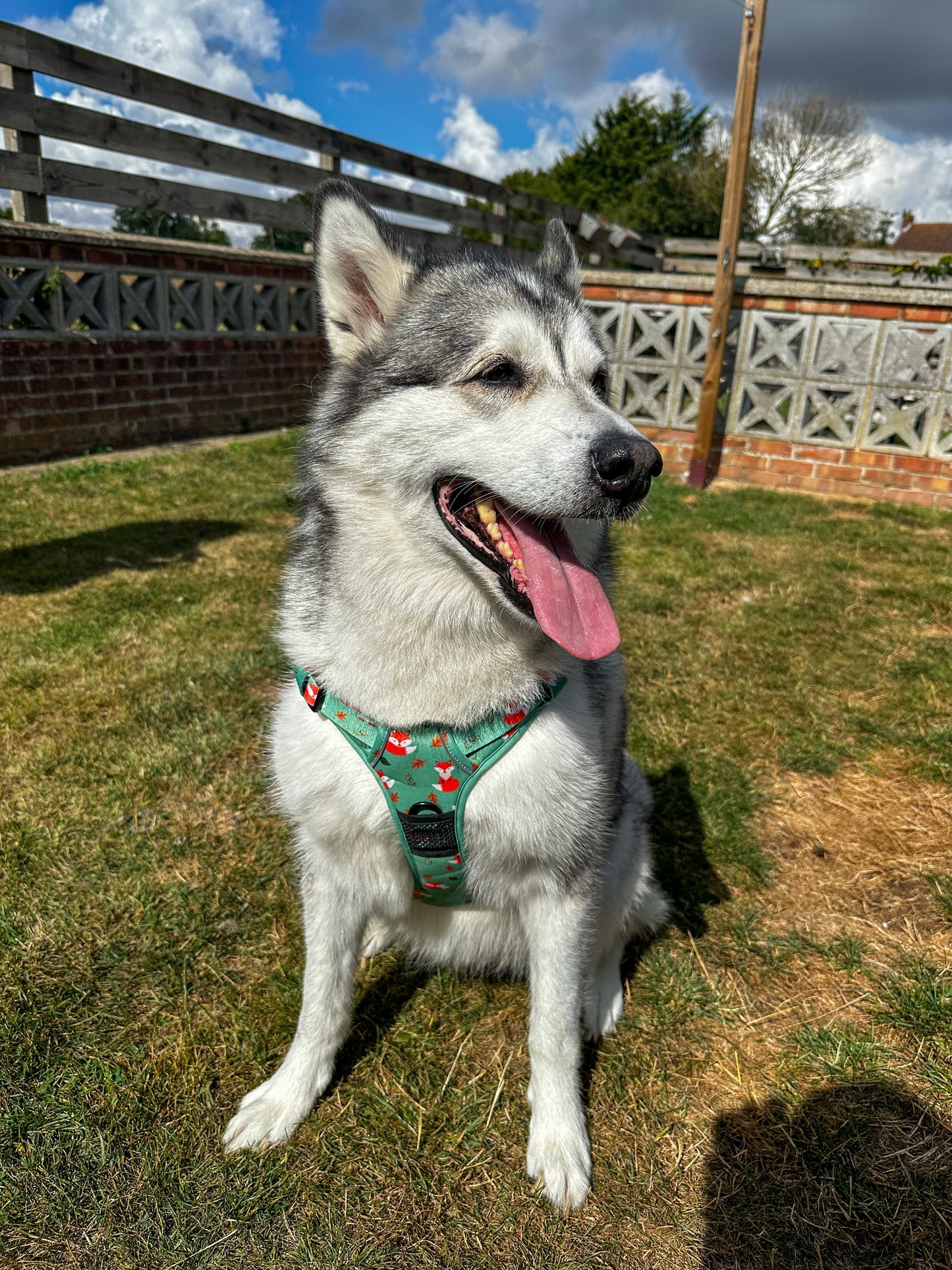 Inquisitive Fox No Pull Tactical Dog Harness – Green Fox Print, Adjustable, Step-In (XS-XL)