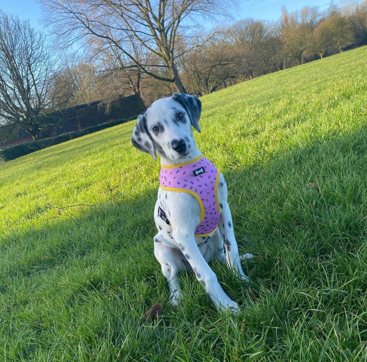 Sprinkles for Days reversible harness