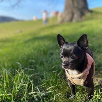 Tiny Trails Step In Soft Touch Suede Effect Faux Fur Lined Puppy and Small Dog Harness Caramel