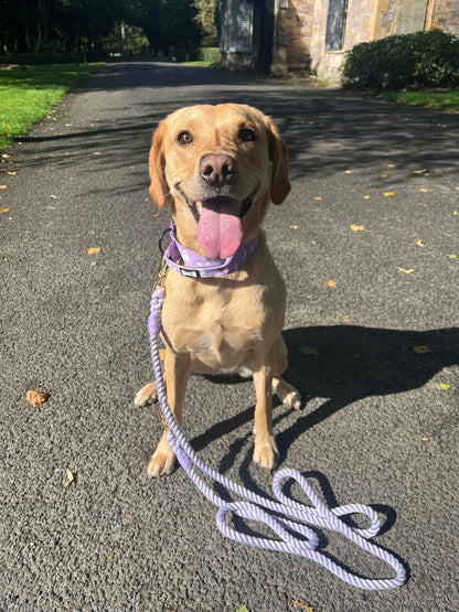 Daydreams and Unicorns Tactical Dog Collar (M–XL) – Heavy-Duty Strength Meets Bold Style