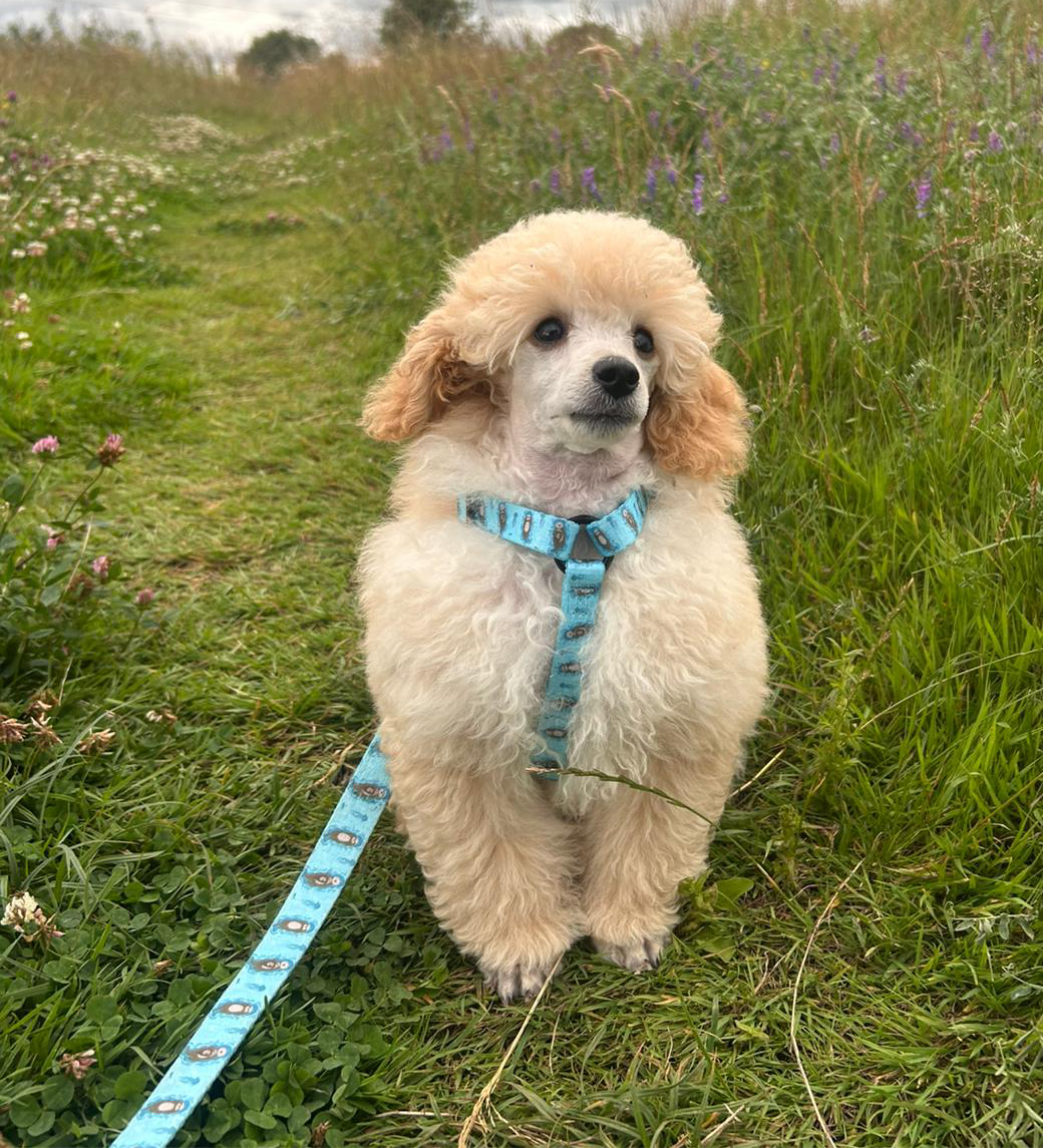 Otterly Lovely XXXS Puppy Harness – Ideal Harness for Puppies and Tiny Pets