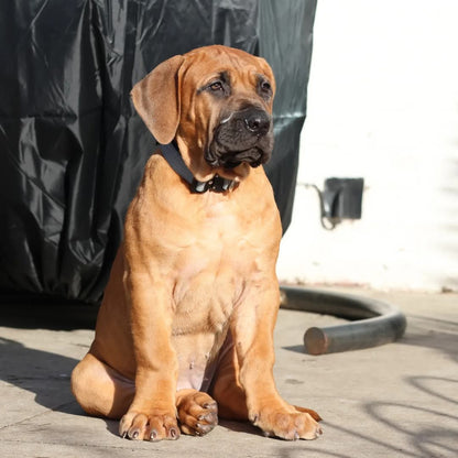 2.5cm Tactical Collar Grey