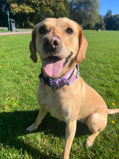 Daydreams and Unicorns Tactical Dog Collar (M–XL) – Heavy-Duty Strength Meets Bold Style