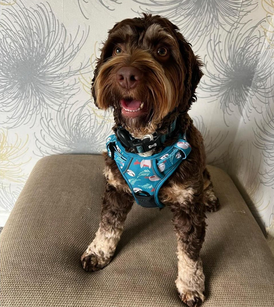 Lazy Sloth No Pull Tactical Dog Harness – Blue Teal Sloth Print, Adjustable, Step-In (Small-XL) 🦥