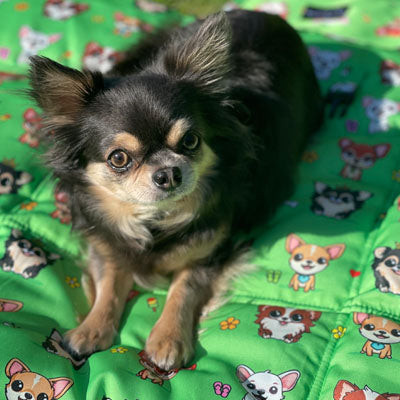 Roll and Go Signature Collection Garden Days Padded Chihuahua Print Travel Mat by My Chi and Me
