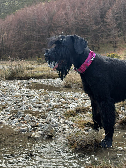 Peacock Power Tactical Dog Collar with Handle – Stylish & Strong for Large Dogs