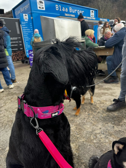 Peacock Power Tactical Dog Collar with Handle – Stylish & Strong for Large Dogs