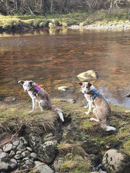 Lazy Sloth No Pull Tactical Dog Harness – Blue Teal Sloth Print, Adjustable, Step-In (Small-XL) 🦥