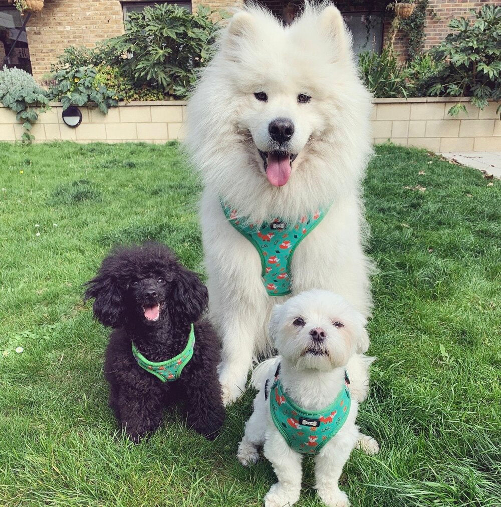 Inquisitive Fox XXS Puppy Harness – Lightweight, Adjustable & Adorably Foxy 🦊