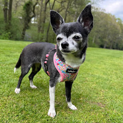 Luxury Meadow Floral Harness by My Pup and Me