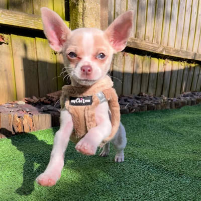 Tiny Trails Step In Soft Touch Suede Effect Faux Fur Lined Puppy and Small Dog Harness Caramel