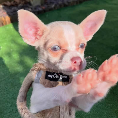 Tiny Trails Step In Soft Touch Suede Effect Faux Fur Lined Puppy and Small Dog Harness Caramel