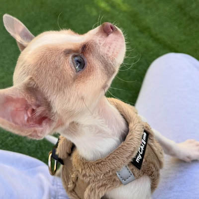 Tiny Trails Step In Soft Touch Suede Effect Faux Fur Lined Puppy and Small Dog Harness Caramel