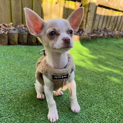 Tiny Trails Step In Soft Touch Suede Effect Faux Fur Lined Puppy and Small Dog Harness Caramel