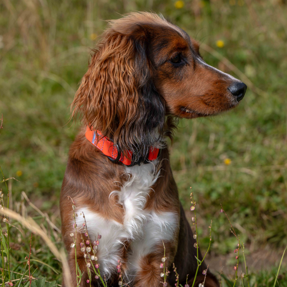 Rufus Dog Collar - Orange
