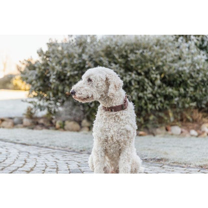 Trixie Rustic Greased leather collar Rivets, extra wide