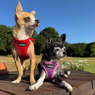 Tiny Trails Step In Air Mesh Puppy and Small Dog Harness Red