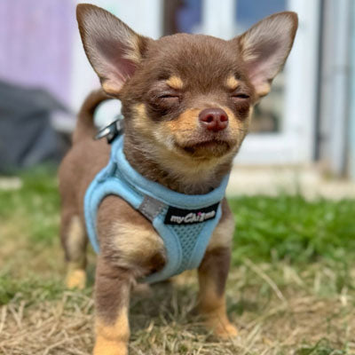 Tiny Trails Step In Air Mesh Puppy and Small Dog Harness Baby Blue