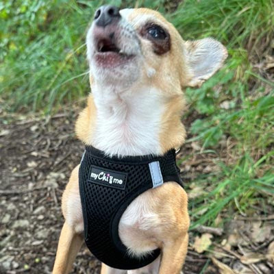 Tiny Trails Step In Air Mesh Puppy and Small Dog Harness Black