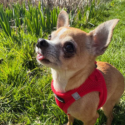 Tiny Trails Step In Air Mesh Puppy and Small Dog Harness Red