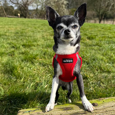 Tiny Trails Step In Air Mesh Puppy and Small Dog Harness Red
