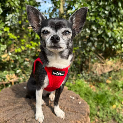 Tiny Trails Step In Air Mesh Puppy and Small Dog Harness Red