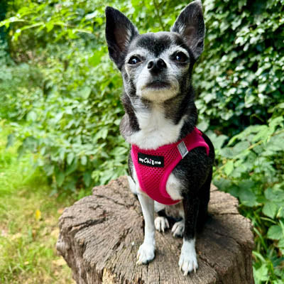 Tiny Trails Step In Air Mesh Puppy and Small Dog Harness Hot Pink