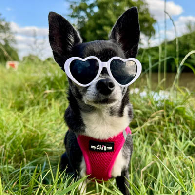 Tiny Trails Step In Air Mesh Puppy and Small Dog Harness Hot Pink