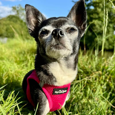 Tiny Trails Step In Air Mesh Puppy and Small Dog Harness Hot Pink