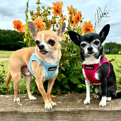 Tiny Trails Step In Air Mesh Puppy and Small Dog Harness Hot Pink