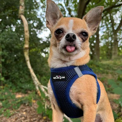 Tiny Trails Step In Air Mesh Puppy and Small Dog Harness Navy