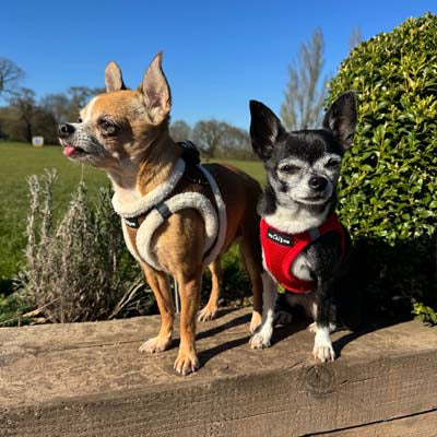 Tiny Trails Step In Soft Touch Suede Effect Faux Fur Lined Puppy and Small Dog Harness Mocha