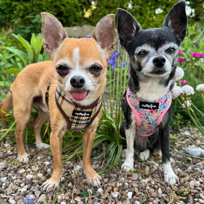 Luxury Brown Tartan Harness by My Pup and Me