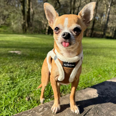 Tiny Trails Step In Soft Touch Suede Effect Faux Fur Lined Puppy and Small Dog Harness Mocha