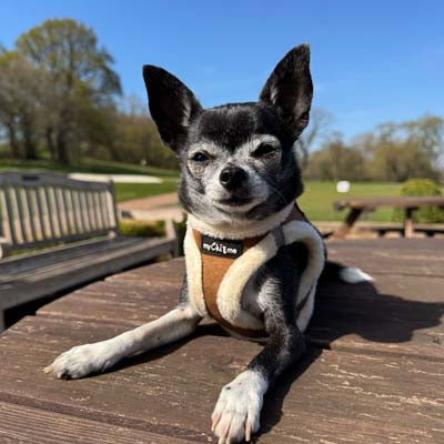 Tiny Trails Step In Soft Touch Suede Effect Faux Fur Lined Puppy and Small Dog Harness Mocha